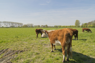 Vanmorgen bij de Zwaakse Weel ('s-Gravenpolder). Deze opname is gemaakt bij het (nieuwe) campinkje dichtbij het Vlinderbelevingspad.