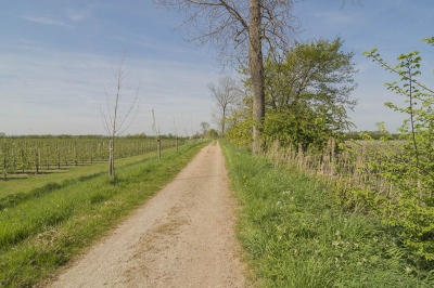 Vanmorgen bij de Zwaakse Weel ('s-Gravenpolder). Deze opname is gemaakt dichtbij Nisse.