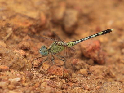 <i class='fa fa-user'></i>&nbsp;honderwa&nbsp;|  Diplacodes trivialis&nbsp; <i class='fa fa-eye'>&nbsp;69</i> &nbsp; <i class='fa fa-comment-o'>&nbsp;1</i>