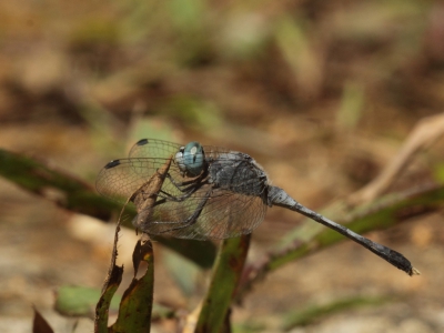 <i class='fa fa-user'></i>&nbsp;honderwa&nbsp;|  Diplacodes trivialis&nbsp; <i class='fa fa-eye'>&nbsp;79</i> &nbsp; <i class='fa fa-comment-o'>&nbsp;1</i>