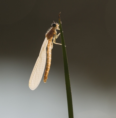 Vanmorgen deze pas uitgeslopen juffer gespot.
Tegen de zon in gefotografeerd, het is bijna een rntgenfoto geworden.