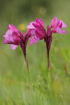 <i class='fa fa-user'></i>&nbsp;nelappelmelk&nbsp;|  Vlinderorchis&nbsp; <i class='fa fa-eye'>&nbsp;134</i> &nbsp;<i class='fa fa-thumbs-up'>&nbsp;1</i> &nbsp; <i class='fa fa-comment-o'>&nbsp;13</i>