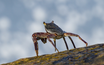 <i class='fa fa-user'></i>&nbsp;meijsvo&nbsp;|  Grapsus albolineatus&nbsp; <i class='fa fa-eye'>&nbsp;122</i> &nbsp;<i class='fa fa-thumbs-up'>&nbsp;1</i> &nbsp; <i class='fa fa-comment-o'>&nbsp;8</i>