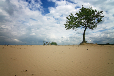 Een solitair staande boom, die de kracht van het stuifzand vooralsnog weet te weerstaan, in dit alsmaar veranderende landschap.