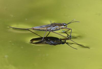 Onze tuinvijver is prima om wat te experimenteren met macrofotografie.