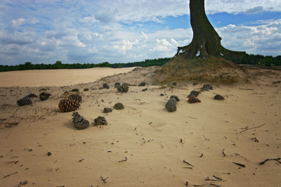 <i class='fa fa-user'></i> Arjen | Nationaal Park Loonse en Drunense Duinen  <i class='fa fa-eye'> 214</i>   <i class='fa fa-comment-o'> 3</i>