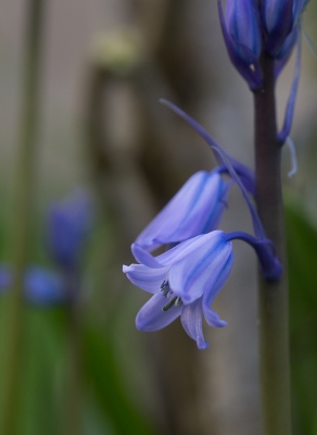 Ik heb ze in mijn eigen tuin, had volop de gelegenheid.
Tijdens het opschonen van mijn bestanden gevonden.