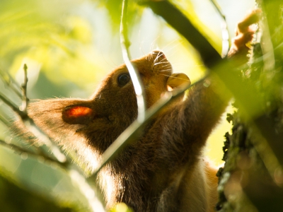 Na een geslaagd avondje in de fotohut kwam ik deze kleine rakker nog tegen!
