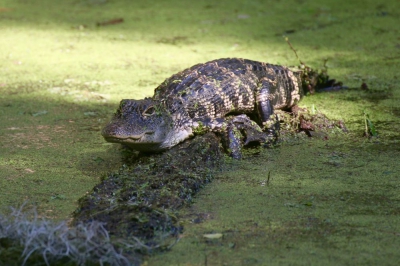 ik heb al drie maal een verhaal op deze plek gedicht, maar steeds was mijn foto te "groot" en kon ik opnieuw beginnen.
Nu heb ik er geen zin meer in.