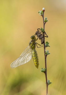 Gistermorgen vroeg naar de Rode beek in Brunssum gegaan.
Er waren diverse libellen aan het uitsluipen.
Het uitsluipen van deze Platbuik heb ik helemaal kunnen volgen.
Gr. Huub