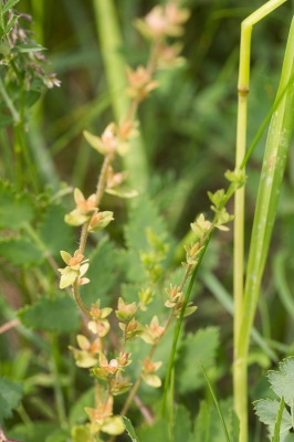 Op mijn zoektocht naar de leverorchis kwam ik dit plantje tegen, zag het maar eenmaal.
Een detail van het bloempje in mijn PA