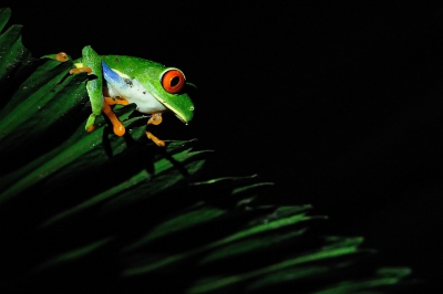 Bij het restaurant van de lodge was een poeltje waar 's avonds deze kikkers tevoorschijn kwamen. Erg fotogeniek natuurlijk.