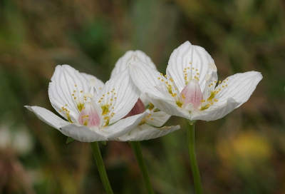 Tijdens mijn vakantie op Schier stonden enkele duinvalleien vol met Parnassia, een prachtig gezicht!
Het valt nog niet mee om er aantrekkelijke beelden van te maken. De achtergrond is snel storend.
Canon EOS 20D met Sigma 150/2.8. Verder zie exif.