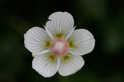 Tijdens mijn vakantie op Schier stonden enkele duinvalleien vol met Parnassia, een prachtig gezicht!
Het valt nog niet mee om er aantrekkelijke beelden van te maken. De achtergrond is snel storend. Deze foto heeft een soft focus, maar dat heeft wel wat vind ik.
Canon EOS 20D met Sigma 150/2.8. Verder zie exif.