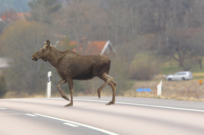 Hier is duidelijk te zien dat de eland 'platpoten' heeft.