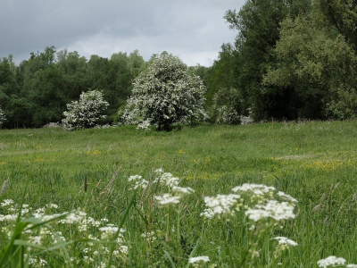 Terug van vakantie hebben we een mooie wandeling gemaakt door een natuurgebied bij ons in de buurt. Wat is er in 10 dagentijd veel verandert.