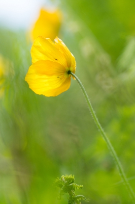 De schijnpapaver is van oorsprong een tuinplant, maar heeft zijn weg naar de vrije natuur inmiddels ook gevonden. Deze is gemaakt in de nagebootste 'vrije' natuur van de Hortus Arcadi in Nijmegen.