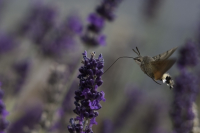 macro lens, op de knien, uit de hand en mee bewegen met het snelle diertje. geprobeerd zijn ritme te ontdekken en te volgen