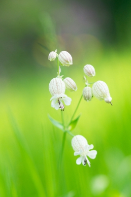 Gemaakt in de Hortus Arcadi waar deze zeldzame bloem op een verwilderd stuk grond groeit.