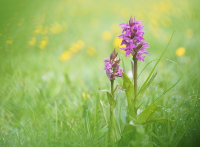 Laag aan de grond genomen tussen een paar grassprietjes door en geprobeerd om de achtergrond toch nog zo rustig mogelijk te houden.
Waar ik werk wordt gelukkig veel gedaan om de natuur te behouden en dus hebben ze ook het maaibeleid de laatste jaren aangepast zodat er steeds meer mooie planten te vinden zijn en de Brede Orchis blijkt op de rode lijst te staan dus hopelijk gaat het de goede kant op.