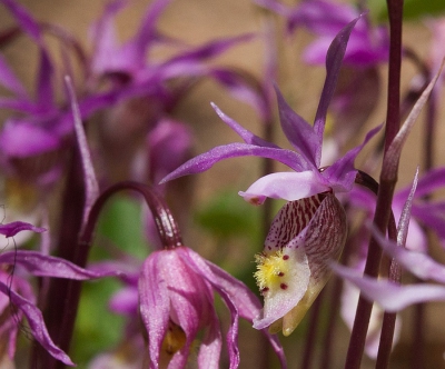 Gefotografeerd tijdens een wandeling door het park waarbij we meer op de aanwezigheid van beren letten dan op wilde planten  en kwamen opeens hierbij uit.