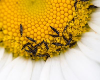 Deze hyperkleine insecten meten minder dan 1 mm. Ze zijn 's zomers verantwoordelijk voor de venijnige steekjes in je huid. Vooral hoofdhuid is gevoelig herinner ik mij. Ze horen tot de orde van de Thysanoptera. Dit is een eerste foto van deze groep op Nederpix.