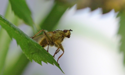 Strontvlieg zat verscholen in rozenstruik, uit de hand genomen met sigma 105mm macro