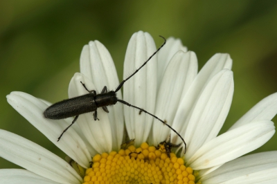 <i class='fa fa-user'></i>&nbsp;danny.declercq&nbsp;|  Agapanthia cardui&nbsp; <i class='fa fa-eye'>&nbsp;91</i> &nbsp;<i class='fa fa-thumbs-up'>&nbsp;1</i> &nbsp; <i class='fa fa-comment-o'>&nbsp;6</i>