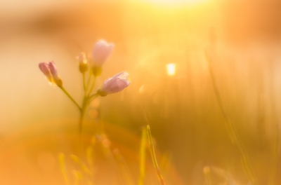 <i class='fa fa-user'></i>&nbsp;gertjanvv&nbsp;|  Pinksterbloem&nbsp; <i class='fa fa-eye'>&nbsp;109</i> &nbsp; <i class='fa fa-comment-o'>&nbsp;7</i>