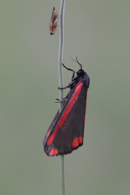 <i class='fa fa-user'></i>&nbsp;koekieman&nbsp;|  Sint-jacobsvlinder&nbsp; <i class='fa fa-eye'>&nbsp;130</i> &nbsp;<i class='fa fa-thumbs-up'>&nbsp;1</i> &nbsp; <i class='fa fa-comment-o'>&nbsp;8</i>