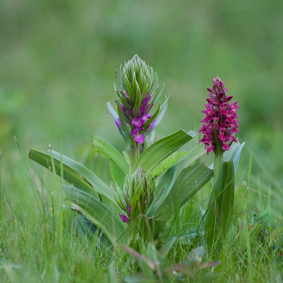<i class='fa fa-user'></i>&nbsp;Michiel Janssen&nbsp;|  Steenrode Orchis&nbsp; <i class='fa fa-eye'>&nbsp;138</i> &nbsp; <i class='fa fa-comment-o'>&nbsp;9</i>
