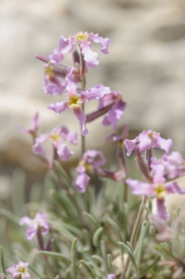 <i class='fa fa-user'></i>&nbsp;peter wijn&nbsp;|  Matthiola fruticulosa&nbsp; <i class='fa fa-eye'>&nbsp;104</i> &nbsp; <i class='fa fa-comment-o'>&nbsp;11</i>
