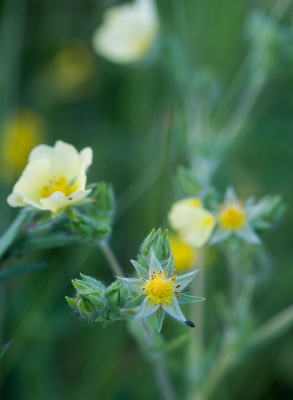 Toen ik mijn rondje hondjes (met twee honden op stap) bijna af had, kwam ik op het eind van de dijk van het stuwmeer deze bleekgele bloemen tegen, nog niet eerder bewust gezien.