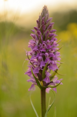 <i class='fa fa-user'></i>&nbsp;peter wijn&nbsp;|  Gewone Rietorchis&nbsp; <i class='fa fa-eye'>&nbsp;106</i> &nbsp; <i class='fa fa-comment-o'>&nbsp;3</i>