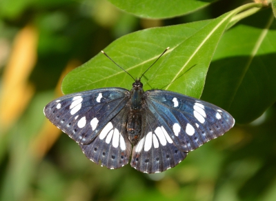 <i class='fa fa-user'></i>&nbsp;ko katsman&nbsp;|  Blauwe IJsvogelvlinder&nbsp; <i class='fa fa-eye'>&nbsp;150</i> &nbsp; <i class='fa fa-comment-o'>&nbsp;4</i>