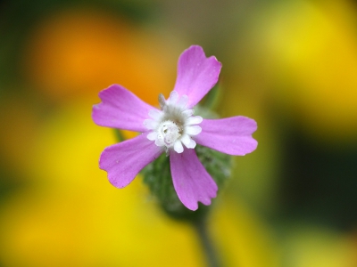 <i class='fa fa-user'></i>&nbsp;Herman Berkhoudt&nbsp;|  Kegelsilene&nbsp; <i class='fa fa-eye'>&nbsp;60</i> &nbsp; <i class='fa fa-comment-o'>&nbsp;4</i>