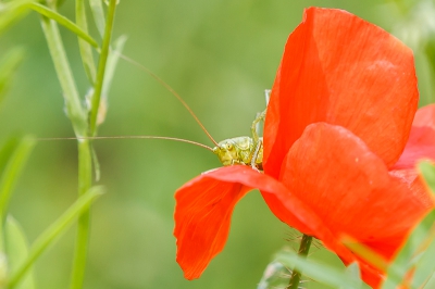 Foto is genomen aan de rand van een bloemenrijk verwaarloosd stuk weiland bij een wijnboer even buiten het plaatsje Anse waar ik woon.  Deze sprinkhaan liep zowel binnen als buiten de bloembladen van de klaproos.  Van de vele foto's die ik maakte vond ik deze geslaagd qua verschijning en compositie.
Weet trouwens niet zeker of dit wel een groene sabelsprinkhaan is.