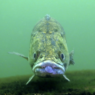 <i class='fa fa-user'></i>&nbsp;Vincent Rijnbende&nbsp;|  Snoekbaars&nbsp; <i class='fa fa-eye'>&nbsp;176</i> &nbsp;<i class='fa fa-thumbs-up'>&nbsp;6</i> &nbsp; <i class='fa fa-comment-o'>&nbsp;5</i>