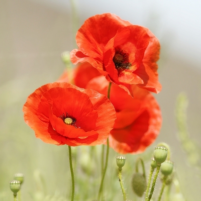<i class='fa fa-user'></i>&nbsp;Ben Aalders&nbsp;|  Grote Klaproos&nbsp; <i class='fa fa-eye'>&nbsp;147</i> &nbsp;<i class='fa fa-thumbs-up'>&nbsp;7</i> &nbsp; <i class='fa fa-comment-o'>&nbsp;3</i>
