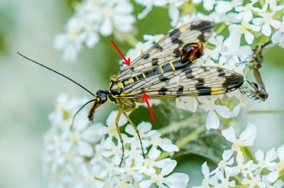 Een belangrijk verschil tussen Panorpa vulgaris en P. communis om ze van elkaar te kunnen onderscheiden, is de grootte van de wortelvlek en hoeveel van de vleugelcellen die vlek bedekt. De rode pijlen op deze foto van Hans (Plaatjesmaker) wijzen naar de wortelvlekken. Hier is goed te zien dat de wortelvlek twee cellen bedekt.