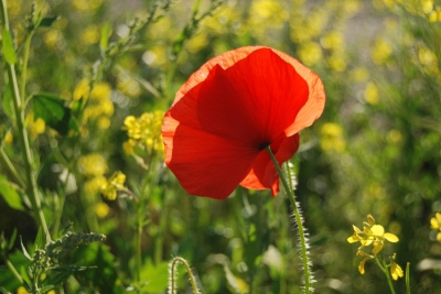 <i class='fa fa-user'></i>&nbsp;EsGoos&nbsp;|  Grote Klaproos&nbsp; <i class='fa fa-eye'>&nbsp;57</i> &nbsp; <i class='fa fa-comment-o'>&nbsp;3</i>