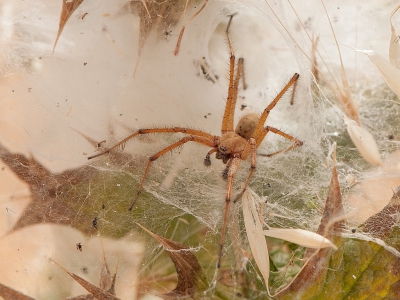 Sommige mensen zullen griezelen bij het zien van deze spin, waarvan het lijf circa 2 cm lang is. De grootte is inclusief de poten ongeveer 15 cm en dus indrukwekkend. Dat geldt ook voor het trechterweb dat om een distelstengel was aangebracht.