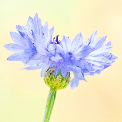 <i class='fa fa-user'></i>&nbsp;Johan van Gurp&nbsp;|  Korenbloem&nbsp; <i class='fa fa-eye'>&nbsp;108</i> &nbsp; <i class='fa fa-comment-o'>&nbsp;2</i>
