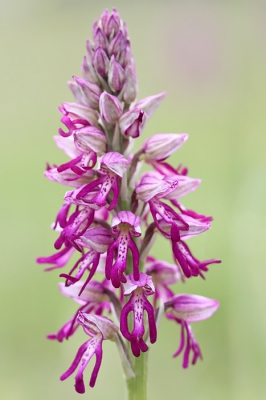 <i class='fa fa-user'></i>&nbsp;Franca Blom&nbsp;|  Hybride Poppenorchis x Soldaatje&nbsp; <i class='fa fa-eye'>&nbsp;125</i> &nbsp; <i class='fa fa-comment-o'>&nbsp;8</i>