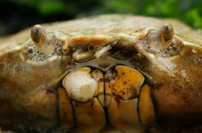 <i class='fa fa-user'></i>&nbsp;Nel R&nbsp;|  Strandkrab&nbsp; <i class='fa fa-eye'>&nbsp;69</i> &nbsp; <i class='fa fa-comment-o'>&nbsp;4</i>