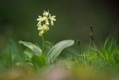 <i class='fa fa-user'></i>&nbsp;Au�erfern&nbsp;|  Bleke Orchis&nbsp; <i class='fa fa-eye'>&nbsp;97</i> &nbsp;<i class='fa fa-thumbs-up'>&nbsp;1</i> &nbsp; <i class='fa fa-comment-o'>&nbsp;2</i>