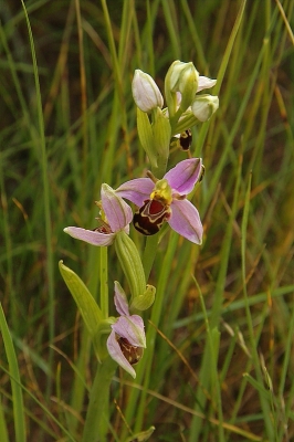 <i class='fa fa-user'></i>&nbsp;B.M.Schouten-Ruis&nbsp;|  Bijenorchis&nbsp; <i class='fa fa-eye'>&nbsp;90</i> &nbsp; <i class='fa fa-comment-o'>&nbsp;1</i>