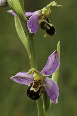 <i class='fa fa-user'></i>&nbsp;Sandra_S&nbsp;|  Bijenorchis&nbsp; <i class='fa fa-eye'>&nbsp;104</i> &nbsp; <i class='fa fa-comment-o'>&nbsp;4</i>