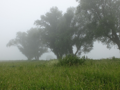 Met deze Giganten in de mist sluit ik een korte serie mist foto's uit een nabij gelegen natuurgebied af. Heb veel geleerd Oa dat ik als ik er op uit trek LAARZEN aan moet trekken. Dat scheelt mij natte voeten en broekspijpen.