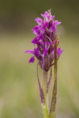 <i class='fa fa-user'></i>&nbsp;Michiel Janssen&nbsp;|  Dactylorhiza cruenta&nbsp; <i class='fa fa-eye'>&nbsp;91</i> &nbsp; <i class='fa fa-comment-o'>&nbsp;4</i>